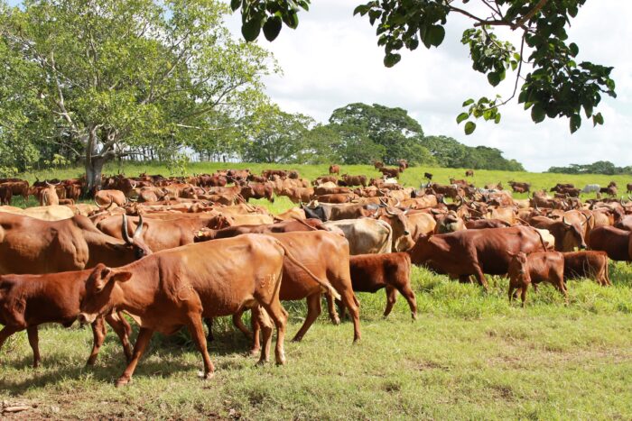 Central Romana is the largest cattle breeder in the country